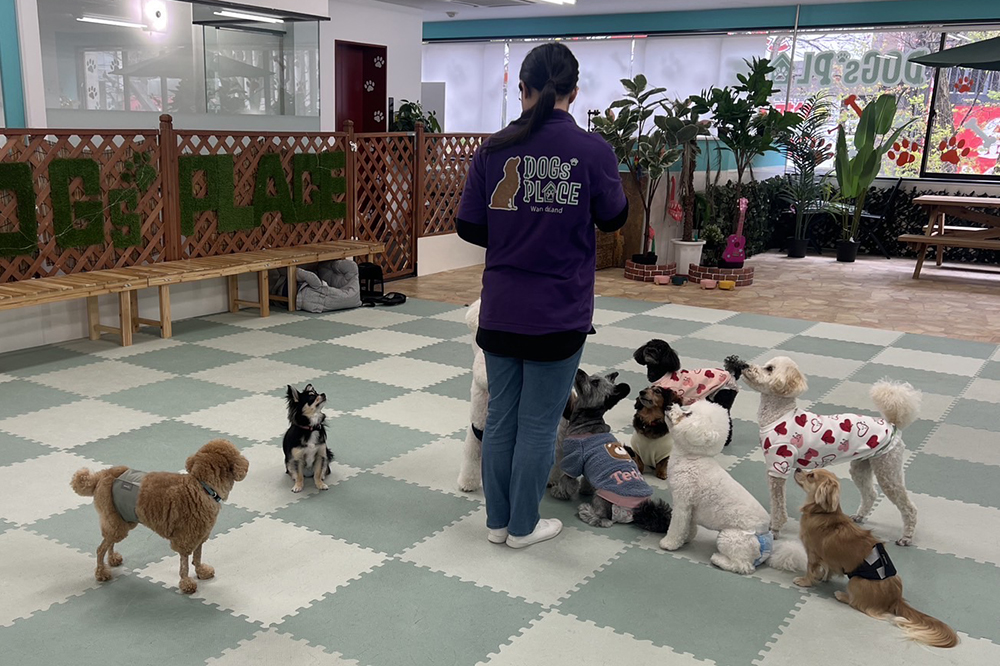 犬の保育園