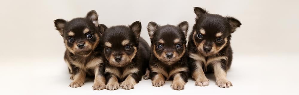 DOG NURSERY