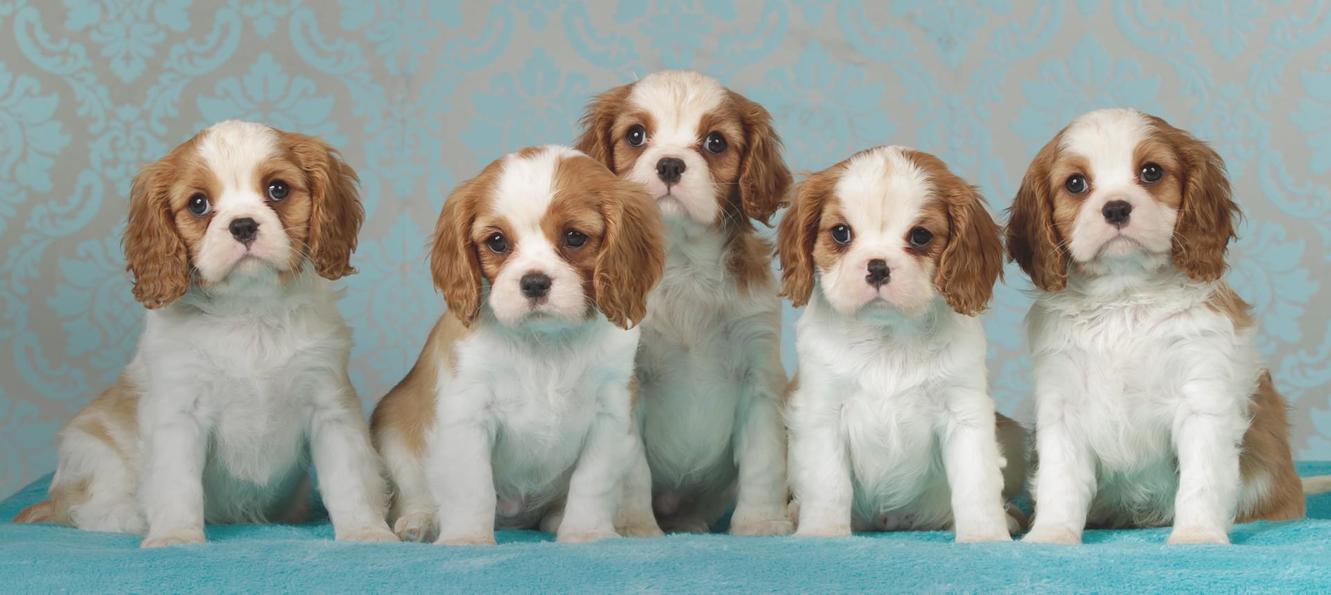 DOGs'PLACE