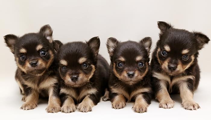 DOG NURSERY