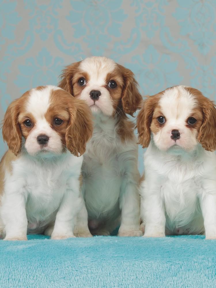 DOGs'PLACE